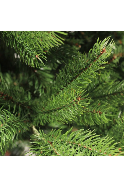 Ель Royal Christmas Georgia 290150 (150 см)