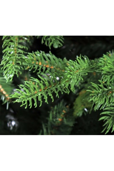 Ель Royal Christmas Auckland 821180 (180 см) Ель Royal Christmas Auckland 821180 (180 см)