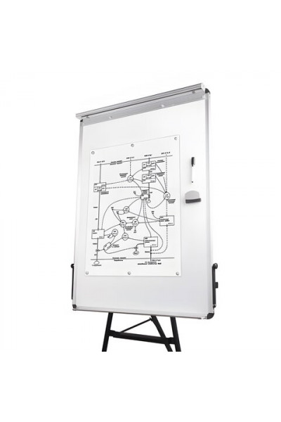 Доска флипчарт магнитно маркерная Brauberg 70х100 см на треноге 231720